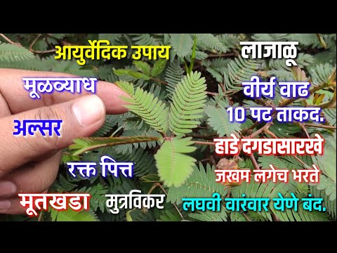 लाजाळू वनस्पती आयुर्वेदिक उपाय | पित्त, मूतखडा, मूळव्याध, अल्सर, हाडे,lajalu vansapti ayurvedic upay