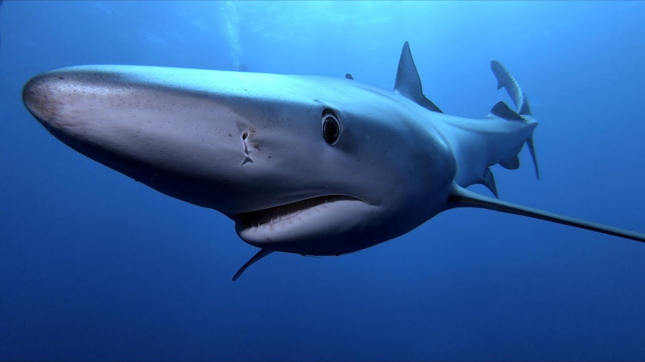 Azoren - Bluesharks