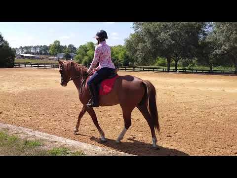 Paizlee Dressage