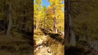 Autumnal Mountains Larch Gold Visual Meditation Whispers Autumn Mountain Solitude #autumnshort