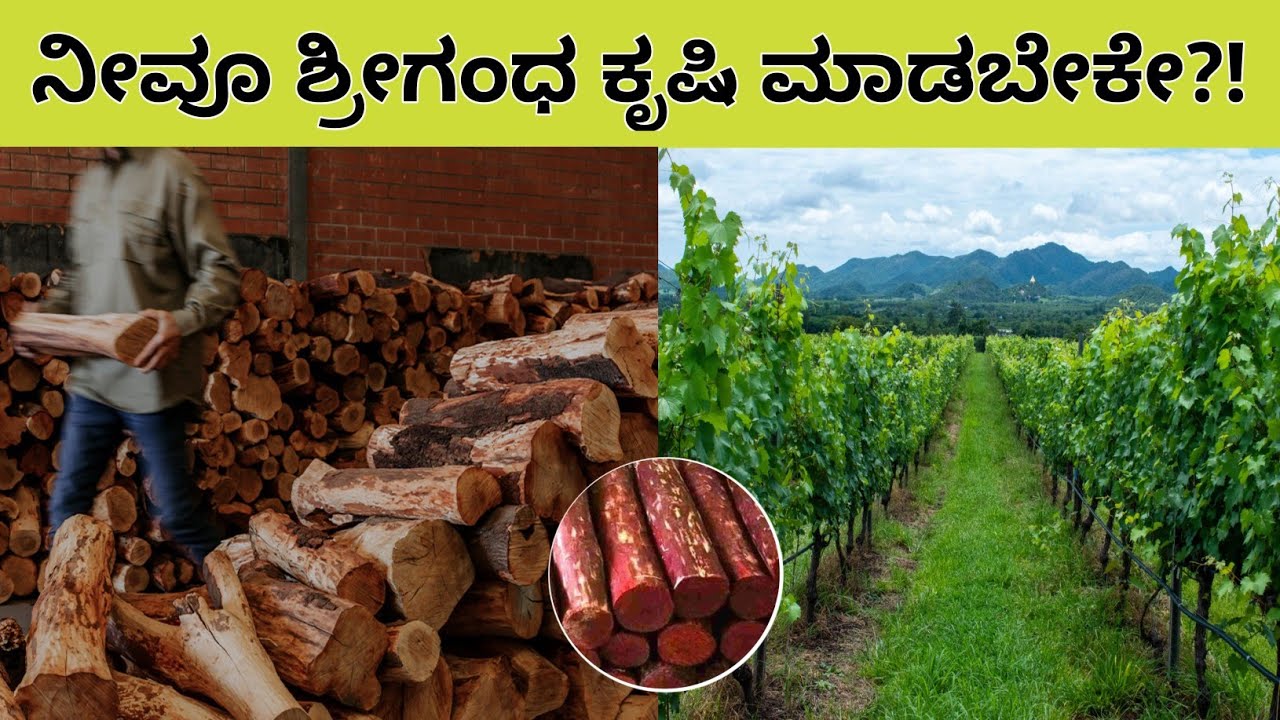 Sandalwood Tree Farming Guide | ಚಂದನದ ಮರ ಬೆಳೆಯುವ ವಿಧಾನ | Earn in Crores💰 | Best Technique💯