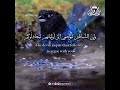 Deep Emotional Calming Quran Recitation for Heart Serenity and Peace #HolyQuran #SoulHealing