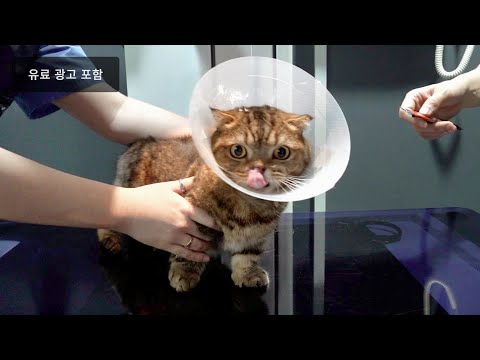 (유료광고) 똑똑한 고양이들 때문에.. 돈이 너무 많이 듭니다.