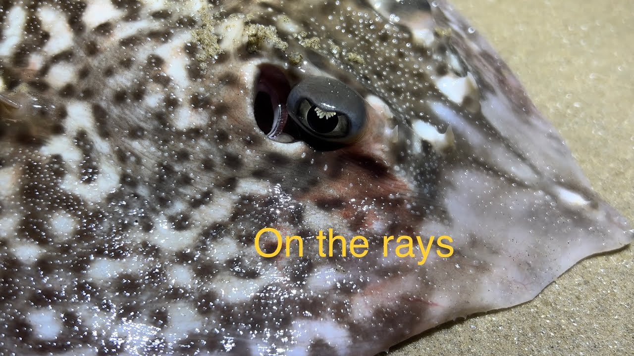 Uk beach fishing low tide dymchurch YouTube
