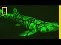 Neon Sharks Caught on Camera | National Geographic
