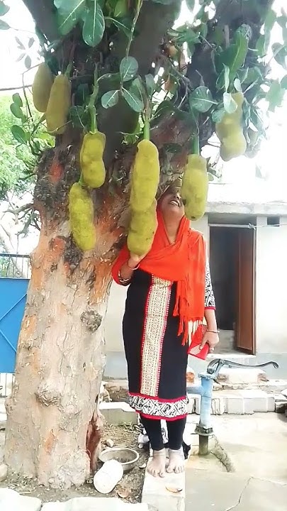 Dher Sara Kathal udte Badal Se Puchho short virul video YouTube dher-sara-kathal-udte-badal-se-puchho-short-virul-video-youtube