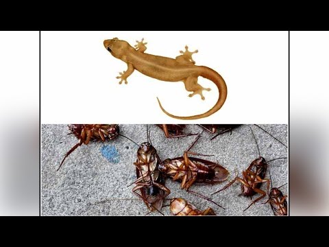 Lizards and cockroaches are the worst most annoying things at anybody's home. find out here best home remedies for get rid of cockroaches...