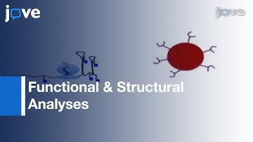 Isolation: Translating Ribosomes Containing Peptidyl-tRNAs l Protocol Preview