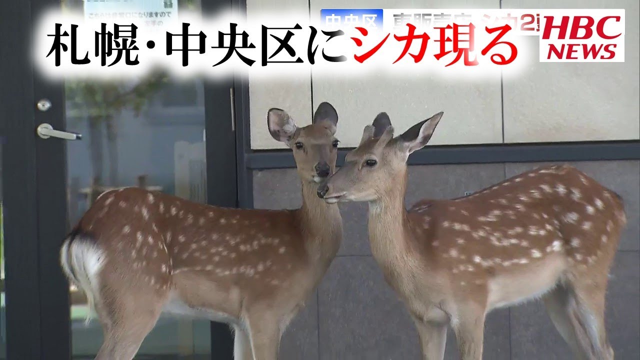 札幌市街地にシカ2頭現る 2021年6月23日放送 - YouTube