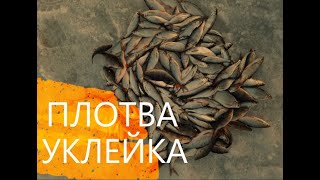 Ловля УКЛЕЙКИ и ПЛОТВЫ на Можайском водохранилище зимняя рыбалка рыбалка по последнему льду