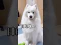 【ママナビ版】大好きなパパの帰宅を知った大型犬の反応が可愛い！ #サモエド #samoyed #生きたぬいぐるみ