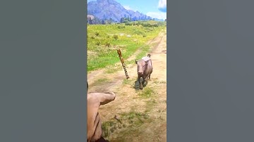 Cuộc sống hoang dã nơi núi rừng P1460