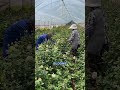 How Roses Are Grown &amp; Harvested 🌹 Inside Modern Rose Farming