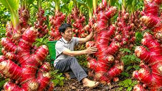 The Secret to Successfully Harvest Rare Ginger on the Jungle | Sell It to Local People at the Market screenshot 3