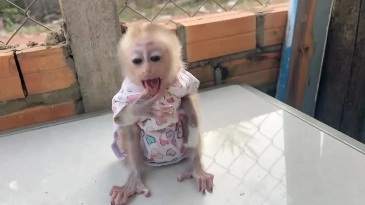 Baby Mato Is Very Moody Shouting So Loud To Sister Take His Fruit While Eating