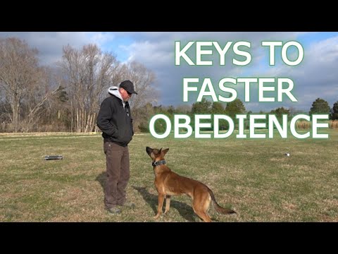 Speeddog Training: Unbelievable Results!