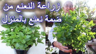 زراعة النعناع من ضمة نعناع في المنزل, Planting Mint from a Mint Bunch