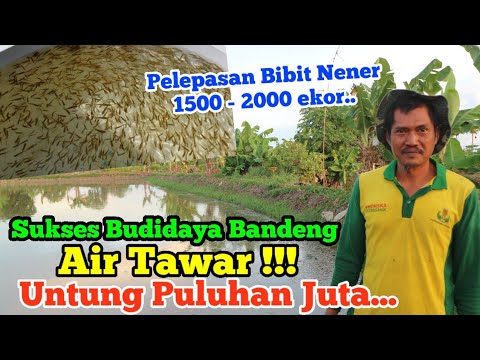 Apakah Bandeng Air Tawar