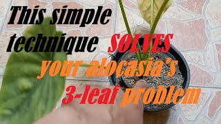 This Very Simple Technique Magically Boosts Your Alocasias Growth