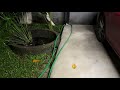 Inn vtl vanna Guest #rain #kerala #malayalam #guestduringrain #rainyday #keralarainliveupdate #viral