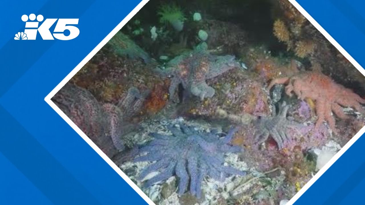 Scientists pinpoint bacteria behind sea star die-off on West Coast