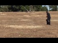 Fun puppy directional casting play (5 3/4 months)