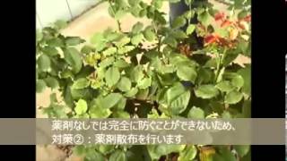 バラの病害虫 ハダニ の対策 バラの育て方 花ちゃん園芸ショップ Youtube