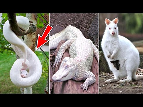 वीडियो: कौन से जानवर सफेद होते हैं