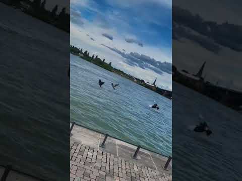 في هدوء البحر يجد القلب راحته صوت الأمواج الهادئة هو أجمل موسيقى للروح 