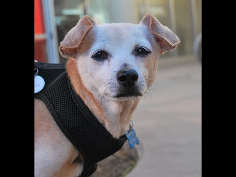 Raisin A Dachshund Long Hair Terrier Mix Male At Muttville Youtube