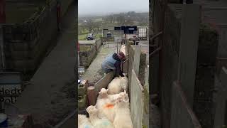 I Want To Break Free #Youtubeshorts #Farming #Sheep #Sorting #Lamb #Viralshorts