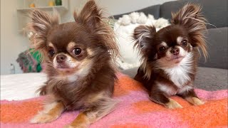 LIVE Chihuahua Zoomies with Lou & Nala (and Beans)