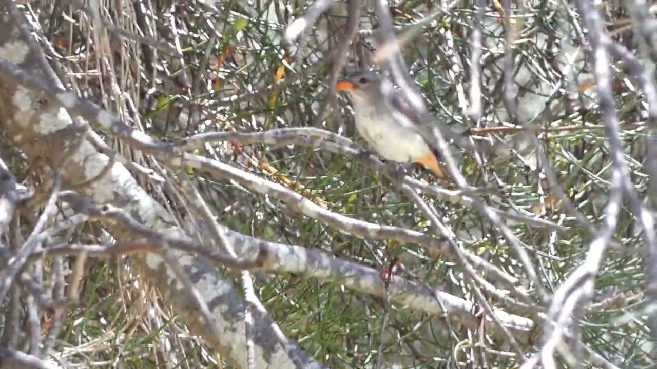 This is How a Mistletoebird (Dicaeum hirundinaceum) spreads Mistletoe  - VERY RARE