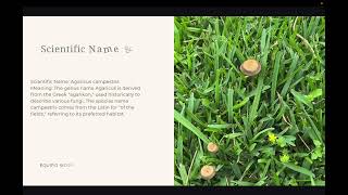 Field Mushroom