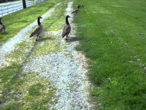 Geese on the trail at Carousel Park, New Castle County, Delaware -- May 18, 2013