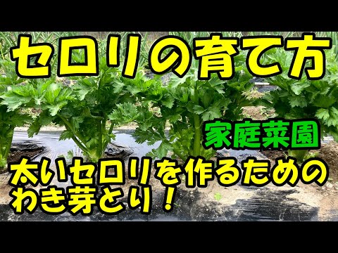 セロリの育て方　わき芽とり　How to grow celery.