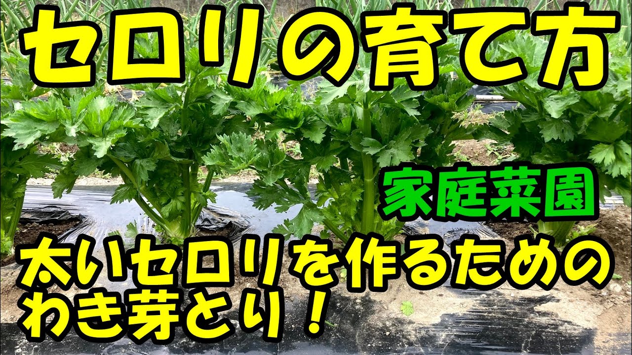セロリの育て方 わき芽とり How To Grow Celery Youtube