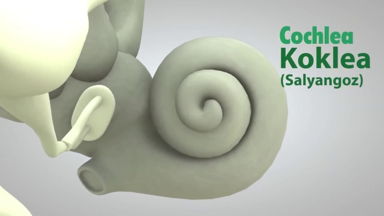 NASIL İŞİTİRİZ - İşitme Duyusu ve Kulak