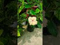 #ytshorts #फूलो का बगिचा #gardendesign #flowergarden #gardening