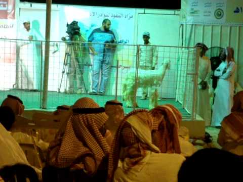 تغطية أبو سما لمزاد النفوذ يقولون حصري هع هع 1