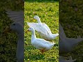 water body #youtubeshorts #funny #travel #viral #love #entertainment #viralvideo