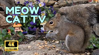 πΏ Zen Cat TV: Nature's Harmony with Squirrels, Chipmunks, Birds