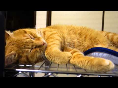 夢見る猫（すず）