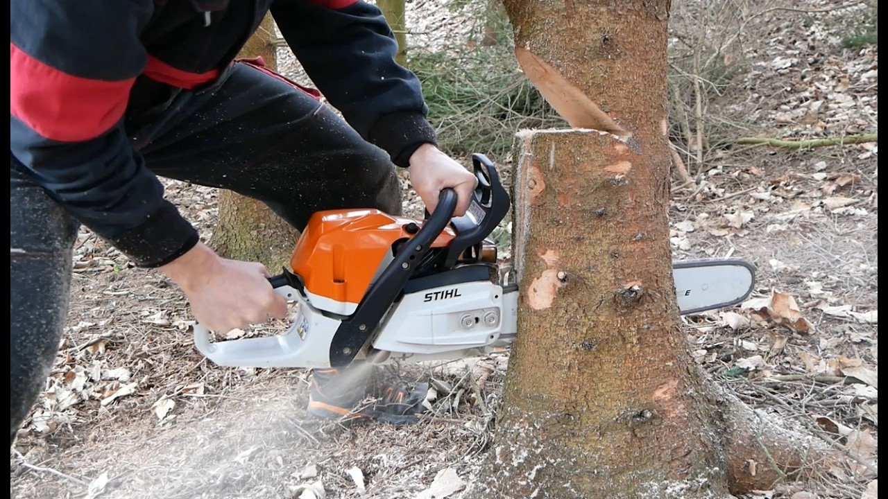 Tree Felling technique Chainsaw Stihl MS 362 Wood Working - YouTube