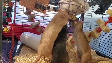 Ultrasonic Rat Vocalizations [Read Description]