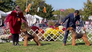 Montgomery County KC, Airedale Terriers Best of Breed.