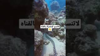 ثعبان البحر يستحق_المشاهدة