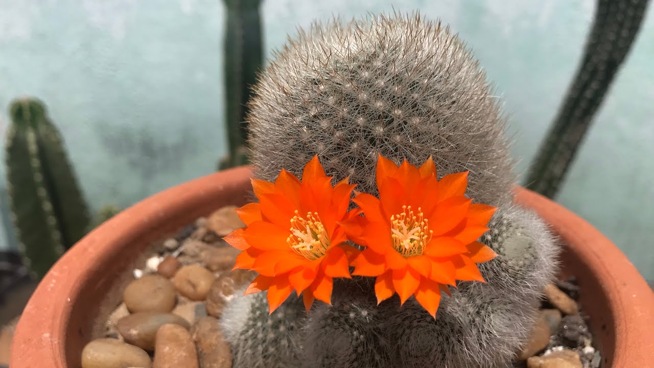 FLOR do CACTO ESTRELA (Stapelia Hirsuta) | FLOR FEDIDA que atrai MOSCAS 🪰  😷 - thptnganamst.edu.vn