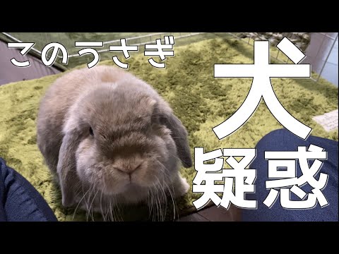 ホーランドロップは犬 ワンちゃんみたいなうさぎと言われる理由 Youtube