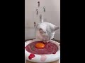 Carefree little kitten healing video cream cat most enthusiastic eater kitten